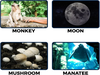 Snapshot Monkey Moon Mushrooms Manatee Image